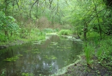 Rezervatia naturala Padurea Fantanele